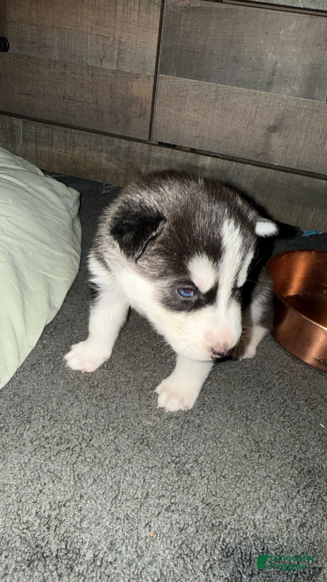 Siberian Husky dogs for sale: Alvin - Ad 2