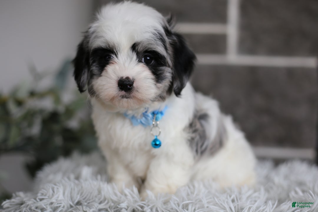 Maltipoo dogs for sale: Sapphire - Ad 6