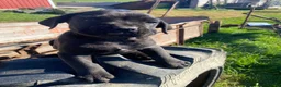 Cane Corso dogs for sale: Chance - Ad 7