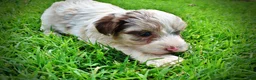 Havapoo dogs for sale: Simba - Ad 8