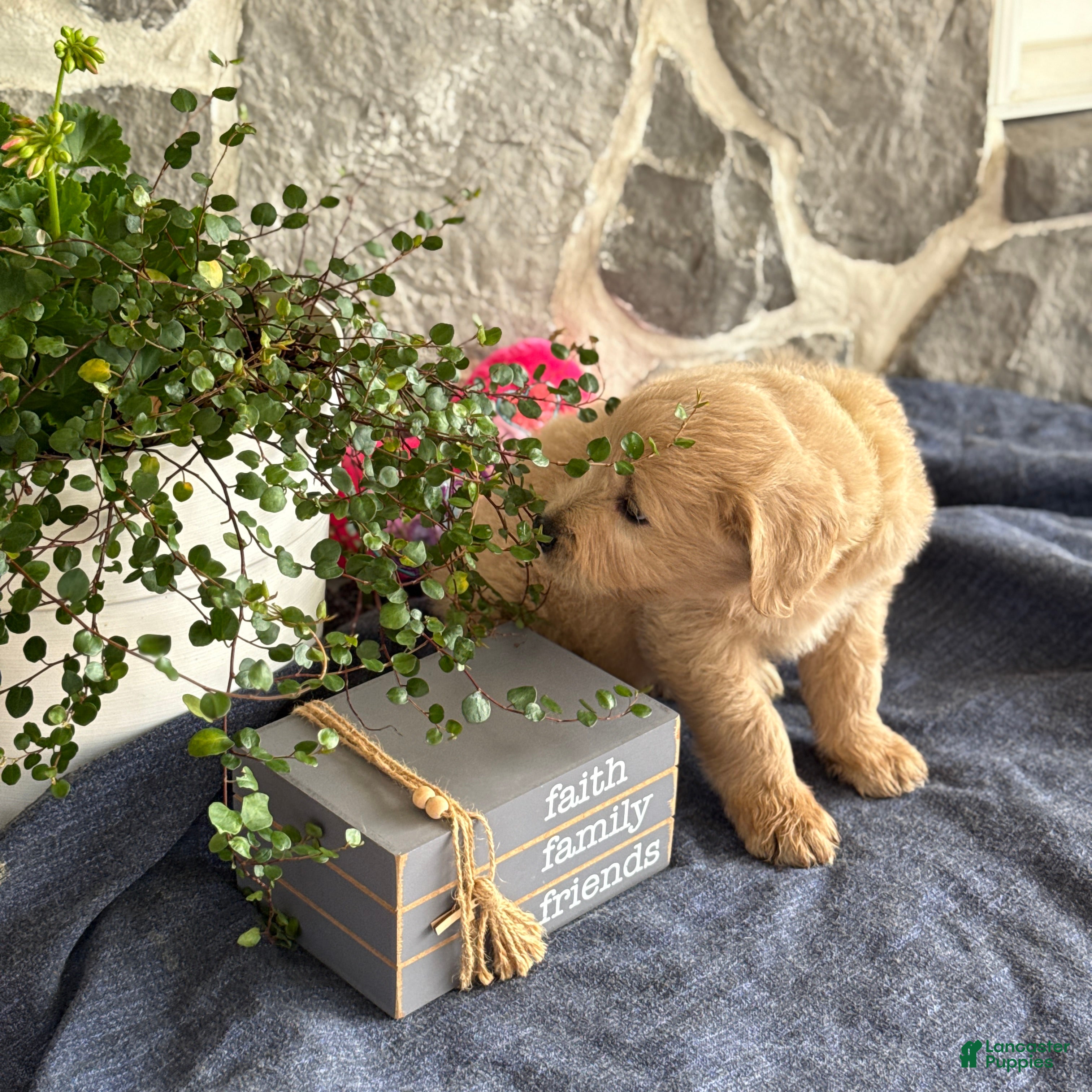 Goldendoodle dogs Nigel - Ad 2