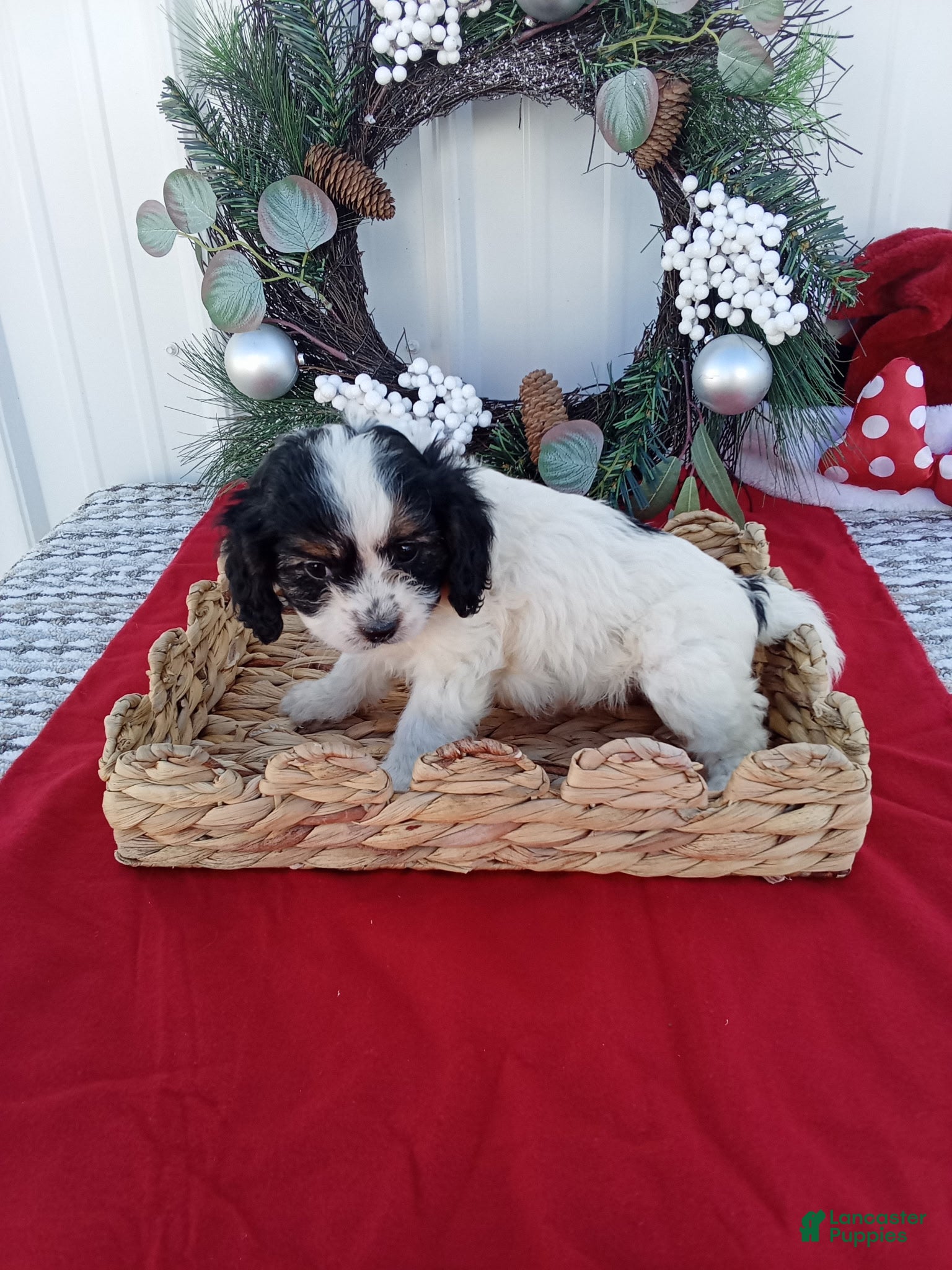 Cavapoo dogs Cavapoo 3 - Ad 2