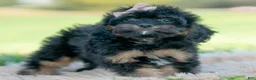 Cavapoo dogs for sale: Noodle - Ad 6