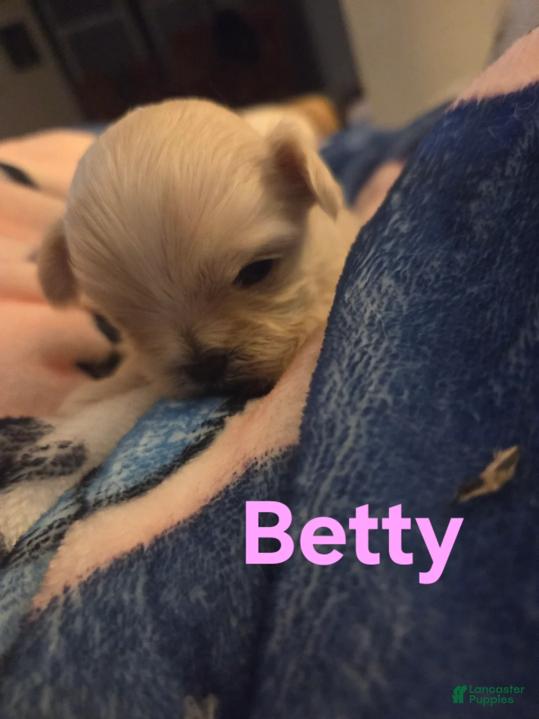 Malshi dogs for sale: Betfy - Ad 1