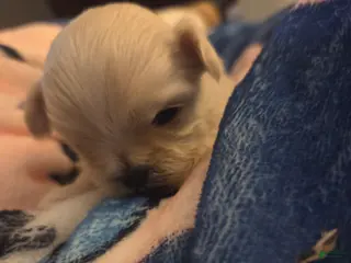 Malshi dogs Betfy - Ad 13