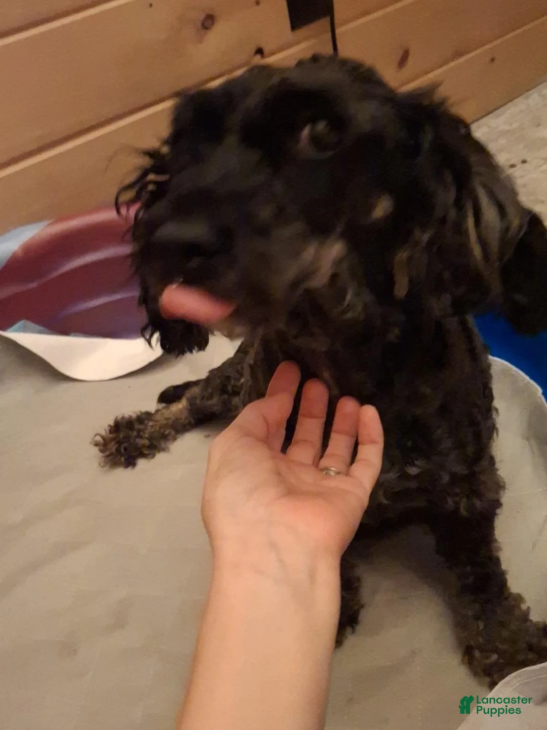 Mixed Breed dogs for sale: Mixed Breed 4 - Ad 3