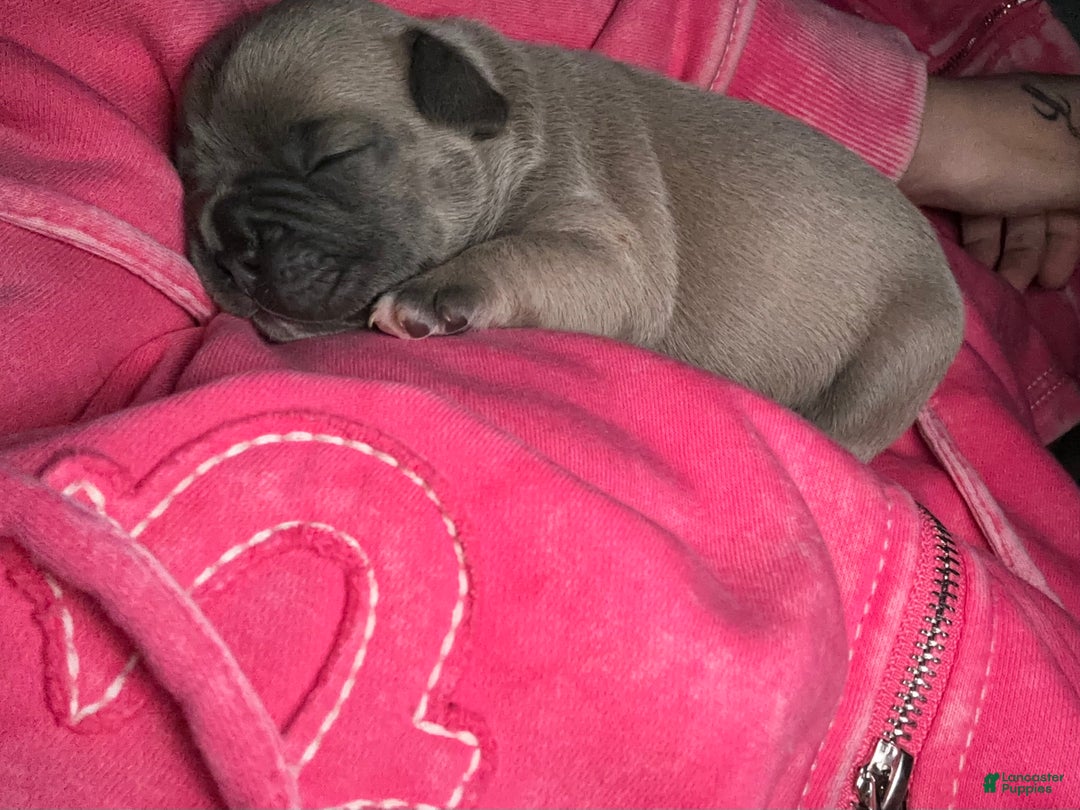 French Bulldog dogs for sale: Hugo - Ad 12