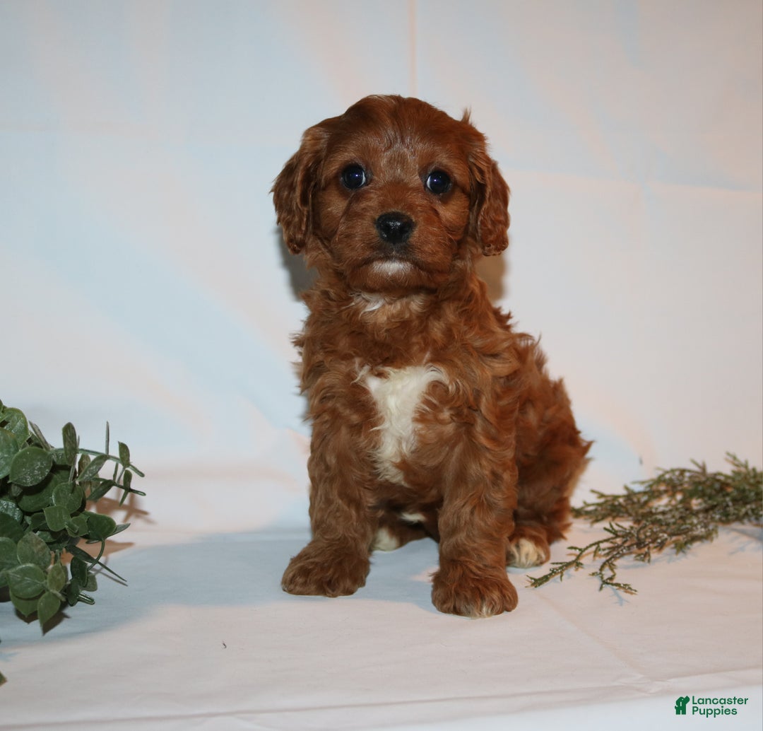 Cavapoo dogs for sale: Sally - Ad 9