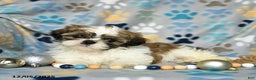 Shih Tzu dogs for sale: Jolly - Ad 5