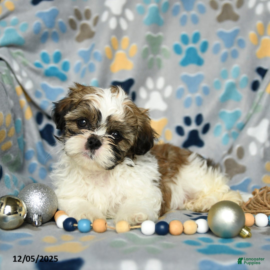 Shih Tzu dogs for sale: Jolly - Ad 5