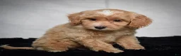 Cavapoo dogs for sale: Winston - Ad 3