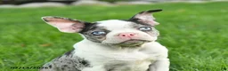 Boston Terrier dogs for sale: Bella   - Ad 3
