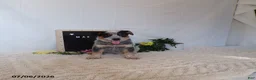 Australian Cattle Dog dogs for sale: Max - Ad 5