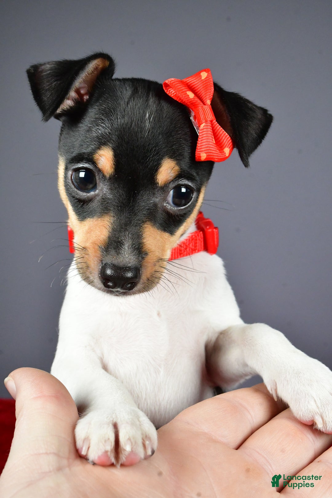 Toy Fox Terrier dogs for sale: Lucky - Ad 9