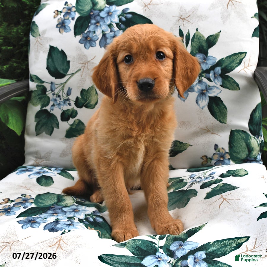 Golden Retriever dogs Buddy - Ad 2