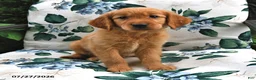 Golden Retriever dogs for sale: Buddy - Ad 2