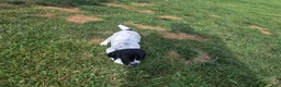 German Shorthaired Pointer dogs for sale: German Shorthaired Pointer ( blue collar ) - Ad 4