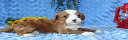 Cavapoo dogs for sale: Cavapoo 2 - Ad 2