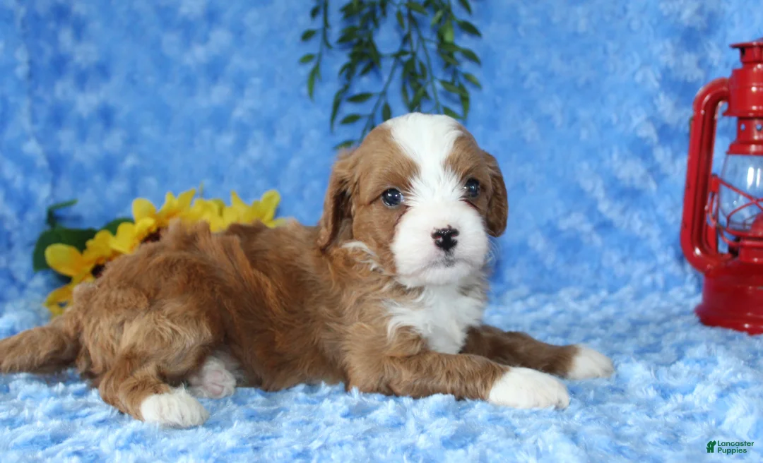 Cavapoo dogs for sale: Cavapoo 2 - Ad 2