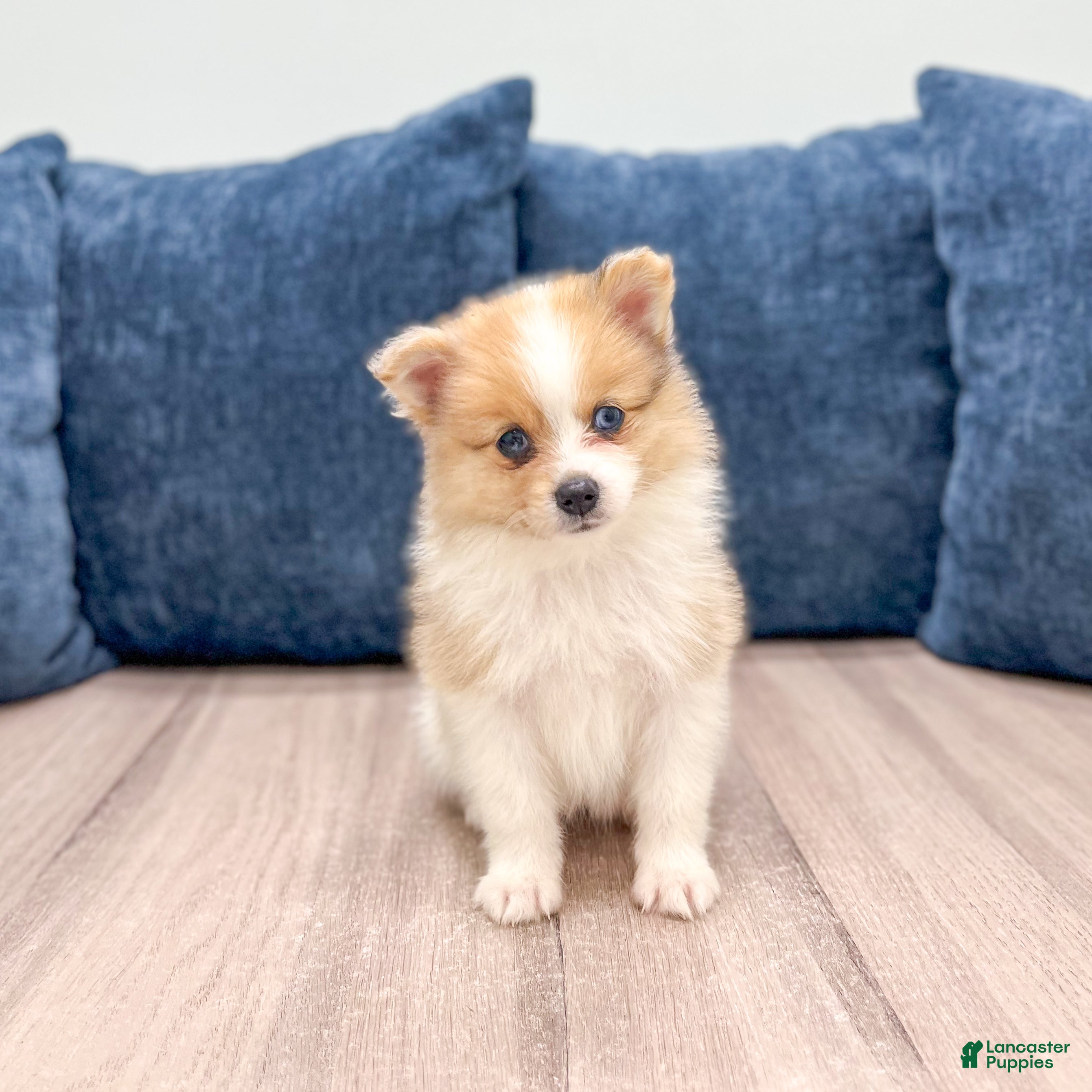 Pomeranian dogs Sandy - Ad 1