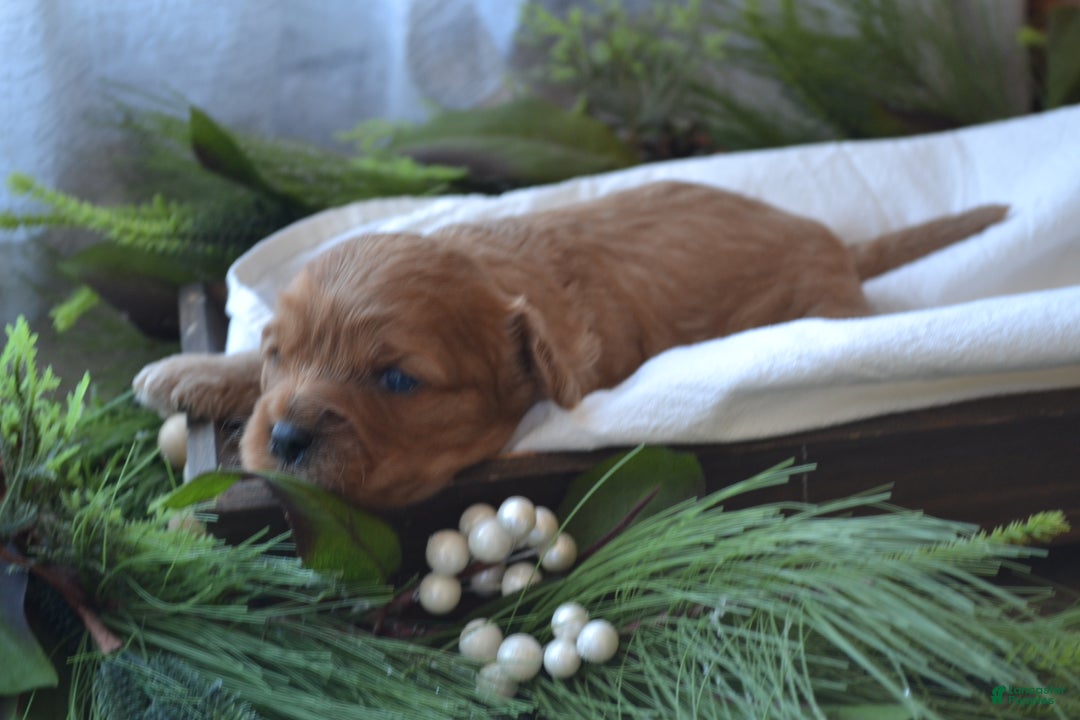 Cavapoo dogs for sale: Glory - Ad 2