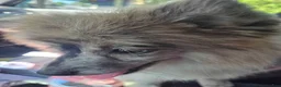 Pomeranian dogs for sale: Fancy - Ad 4