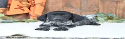 German Shorthaired Pointer dogs for sale: Melody - Ad 4