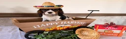 Cavalier King Charles Spaniel dogs for sale: Sparky  - Ad 4