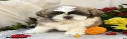 Shih Tzu dogs for sale: Romeo - Ad 4