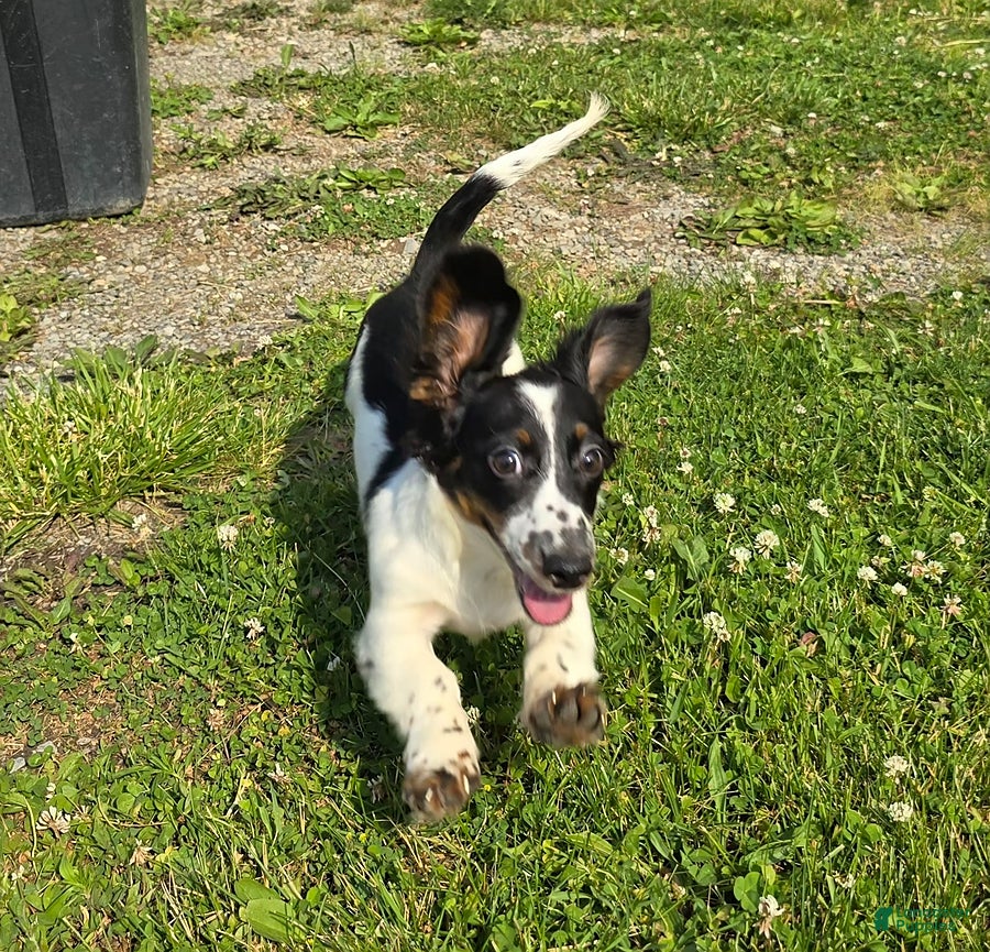 Miniature Dachshund dogs Tri - Ad 1
