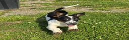Miniature Dachshund dogs for sale: Tri - Ad 1