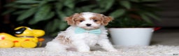 Cavapoo dogs for sale: Randy - Ad 4