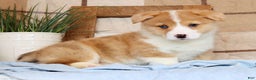 Welsh Corgi Pembroke dogs for sale: Clifford - Ad 1