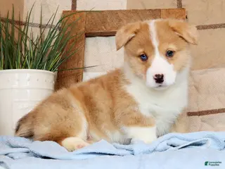 Welsh Corgi Pembroke dogs Clifford - Ad 25