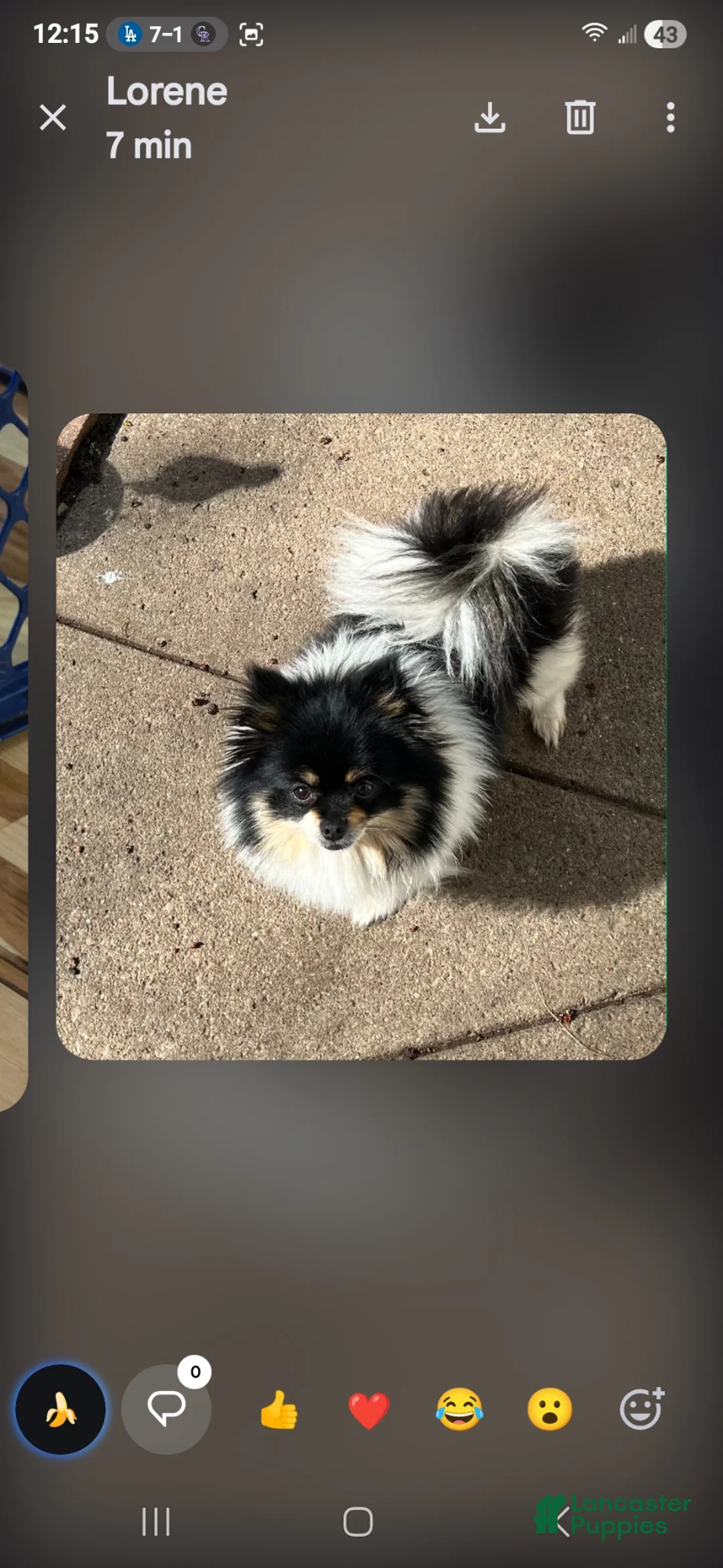 Pomeranian dogs for sale: Pomeranian Puppy 1 - Ad 4