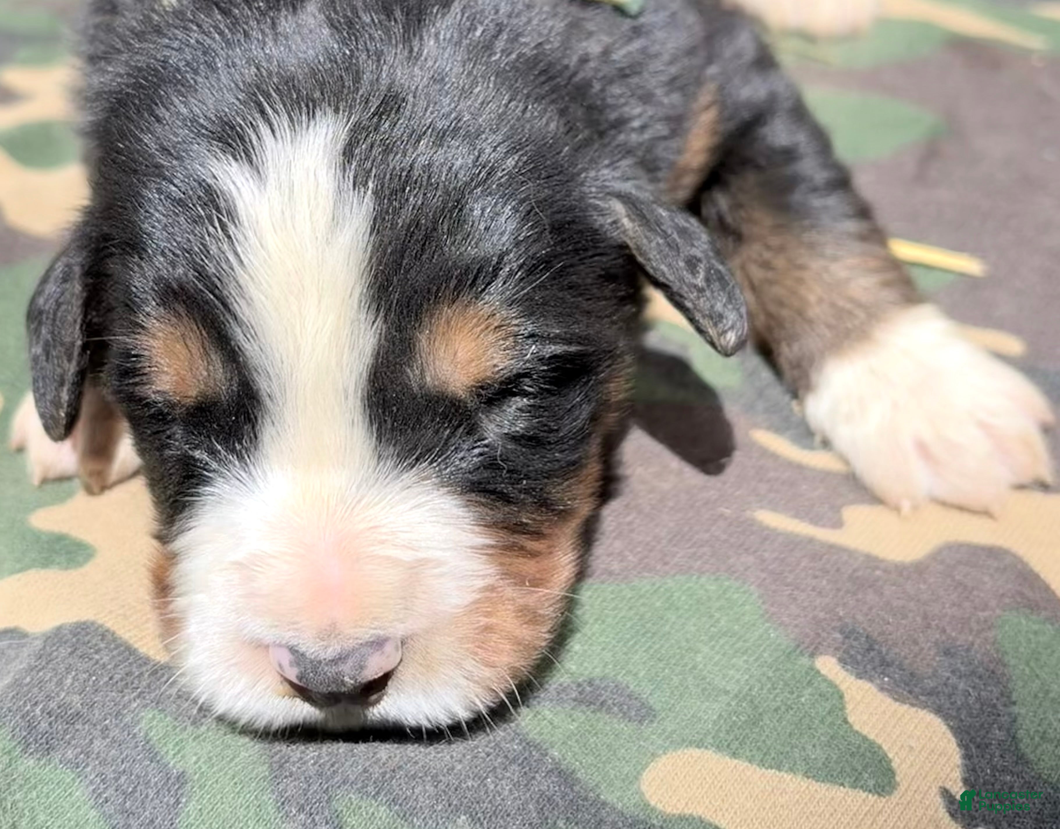 Bernese Mountain Dog dogs Female 2 - Ad 6
