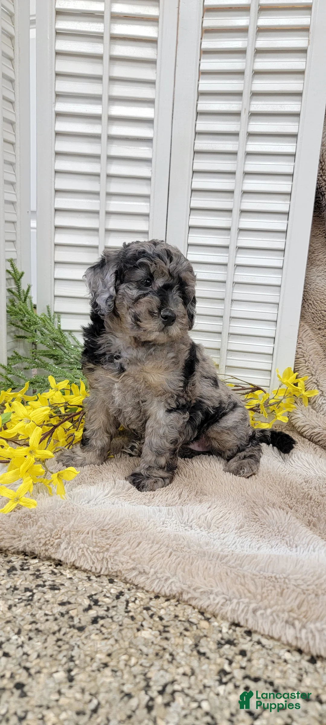 Cockapoo dogs for sale: Jamie - Ad 1