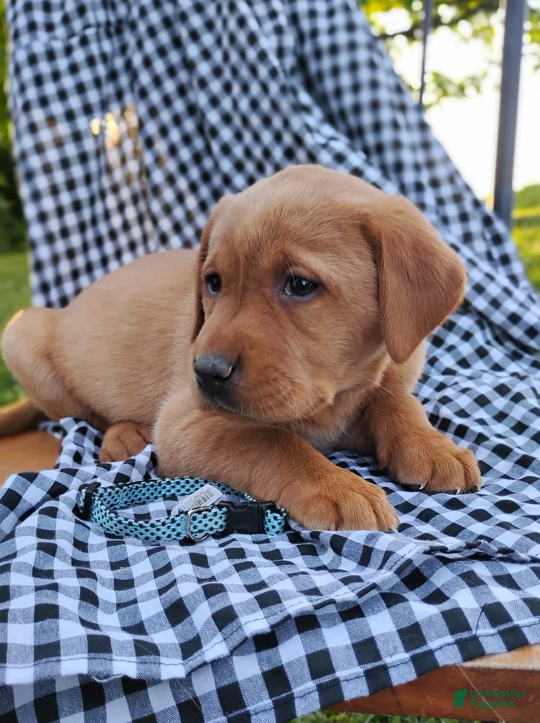 Labrador Retriever dogs for sale: Lainey - Ad 2