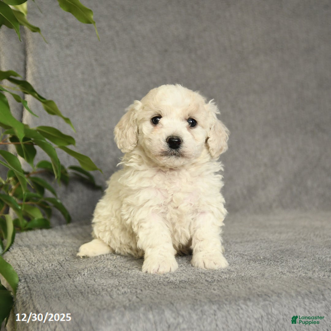 Cockapoo dogs for sale: Teddy - Ad 1