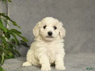 Cockapoo dogs Teddy - Ad 37