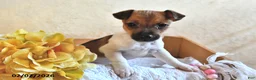 Jack Russell Terrier dogs for sale: Bitsy - Ad 3