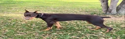 Doberman Pinscher dogs for sale: Diesel - Ad 5