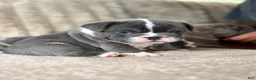 Mixed Breed dogs for sale: Elroy  - Ad 3