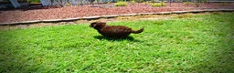 Havapoo dogs for sale: Ewok - Ad 15