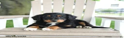 Mixed Breed dogs for sale: Ronald - Ad 3