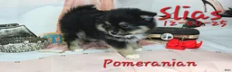 Pomeranian dogs for sale: Silas Pomeranian Puppy 4 - Ad 4