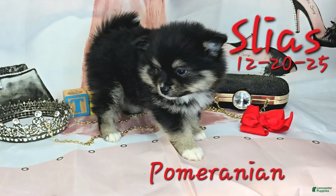 Pomeranian dogs for sale: Silas Pomeranian Puppy 4 - Ad 4