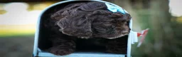 Cavapoo dogs for sale: COCOA - Ad 3