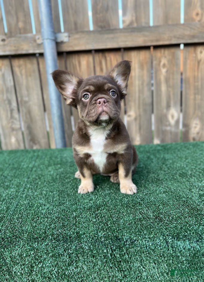 French Bulldog dogs French Bulldog litter of 7 puppies - Ad 14