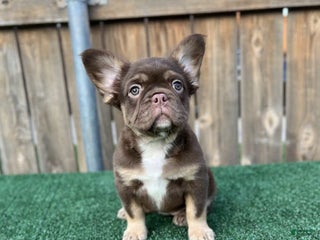 French Bulldog dogs French Bulldog litter of 7 puppies - Ad 14